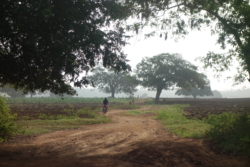 »Kurz drauf führte der Weg aus dem Wald heraus und durch weitgestreckte Zuckerrohrfelder. Die Erde schimmerte hier in dunklerem Rot, fast ochsenblutfarben, und es lag ein süßlich vergorener Geruch in der Luft. Der Pfad verzweigte sich und verlor sich ganz zwischen den Feldern. Wir fuhren einfach der Himmelsrichtung nach auf schmalen Dämmen zwischen den Feldern, mitunter durch überraschend tiefe Pfützen. Manche der Felder waren abgeerntet, in der dunkelroten Erde führten tiefe Furchen bis zum Horizont (…)« (S. 169)