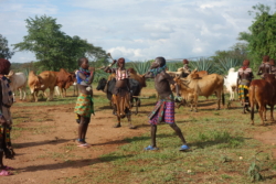„Es dauerte nicht lang, da hüpfte schon eine erste Frau auf den Jüngling zu, in Trattners Augen noch ein Mädchen, und blies dabei in ihr Blechhorn. Eine zweite, deutlich ältere, war mitgekommen und hatte sich breitbeinig neben den beiden postiert. Aufmerksam beobachtete sie die Szene, hoch erhoben in der Rechten das Blechhorn. Der Jüngling tat gelangweilt und wirkte etwas hilflos. Mit einem Mal machte er einen halben Schritt nach vorn, holte dabei mit der Rechten zum Schlag aus, und schon sauste die Rute auf das Mädchen hinunter.“