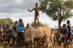 „Endlich nahm der Sechzehnjährige Anlauf, setzte den linken Fuß auf die Schulter des ersten Stiers und den rechten im Schwung auf dessen Rücken, knapp neben den Buckel. Dann lief er, mit einem dünnen gelben Band bekleidet, das man ihm kreuzweis um Nacken und Oberkörper geschlungen hatte, lief locker über die Rücken der Tiere, stets knapp neben den Buckeln, und sprang am andern Ende der Reihe zu Boden. Gech wußte von einem Knaben, der den Bullensprung schon als Achtjähriger bewältigt habe, auch er sei, der Sitte gemäß, anschließend verheiratet worden.“