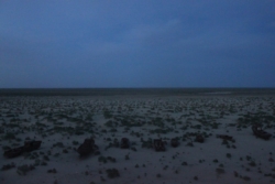 „Dann der Blick auf die Boote tief unter uns und in die Aral-Wüste hinein, alles lag wie verzaubert in vollendeter Stille. Als die Nacht aufzog, schimmerten die Wracks wie Kunstwerke vor schwarzviolettem Samt, das Gesamttableau ein Ready-made von surrealer Schönheit...“ (S.265)