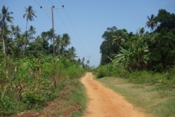 »Wenn ich heute die Augen schließe und an Sansibar denke, sehe ich vor allem Feldwege. Wir fuhren immer so schnell es irgend ging, der Tscharli vorneweg, ich hinterher. Er brauchte keine Landkarte und hatte es eilig. Jetzt war er der Easy Rider, den er bereits im Krater hatte darstellen wollen, born to be wild, zumindest auf einem hochgemotzten Roller. Dem läuft die Zeit davon, dachte ich und sah zu, daß ich dranblieb.« (S. 130)