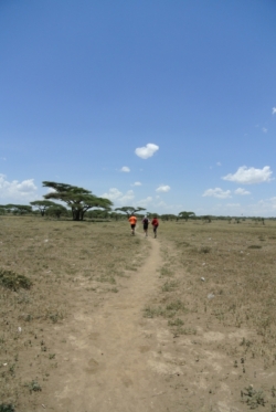 "Vom ersten Schritt an ging es recht flott durch die Savanne, an vereinzelten Massai-Dörfern vorbei, die ein Fremder ansonsten nie zu Gesicht bekommt..." (S.138)
Serengeti, 5.3.2014